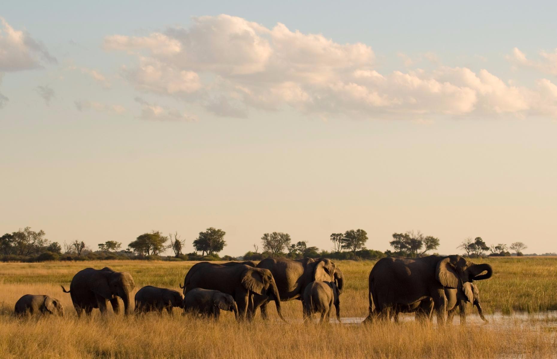 Elephants in Botswana